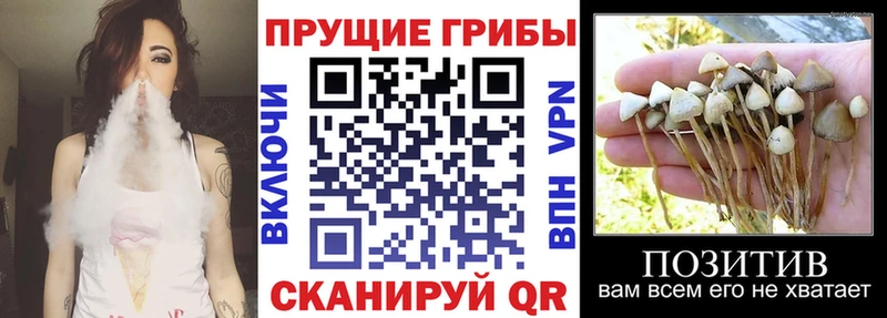 Псилоцибиновые грибы ЛСД  где купить наркоту  Новокузнецк 